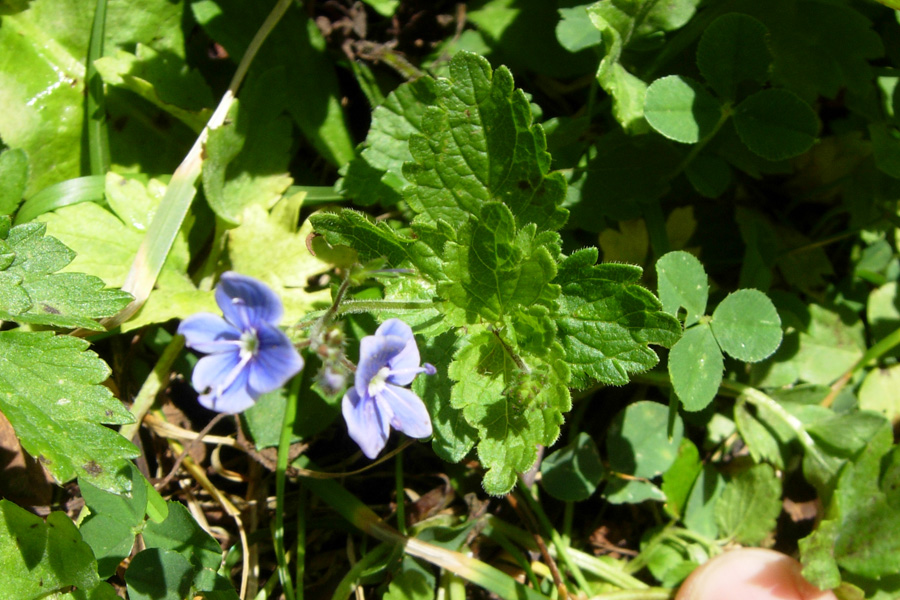 Fiori dal Trentino